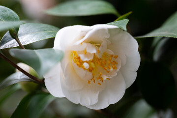 White camellia flower in bloom during springtime. Beautiful flowers in the garden