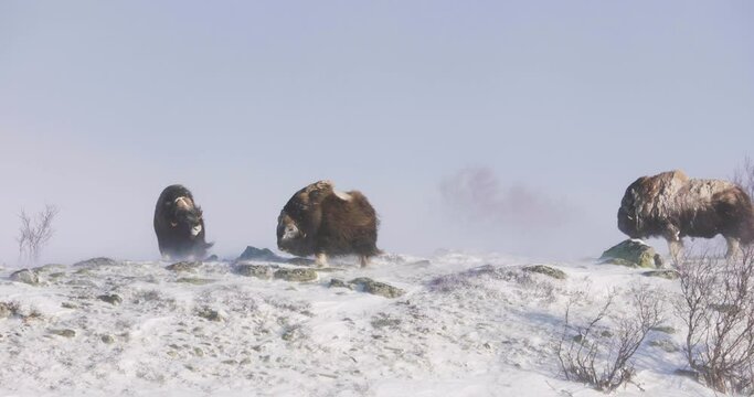 Three Musk Oxes walking in Dovre mountains in the cold snow blizzard at winter