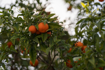 Orange tree in city closeup shot in spring