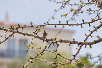 Phoenicurus ochruros black redstart bird on a tree in spring