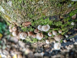 Groups of Psathyrella fungi growing on woody stems