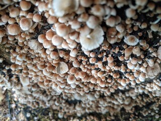 Groups of Psathyrella fungi growing on woody stems