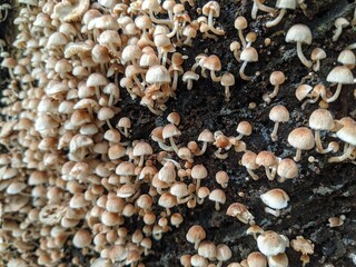 Groups of Psathyrella fungi growing on woody stems