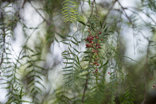 Shinus pepper branches close up
