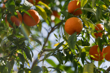 Orange tree in city closeup shot in spring
