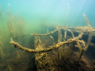 Branches of fallen tree underwater in lake