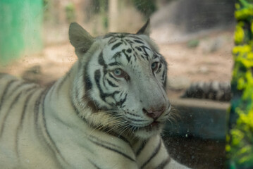 Naklejka premium TIGRE