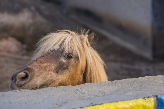 CABALLO PONI 