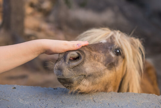 CABALLO PONI CARISIA 