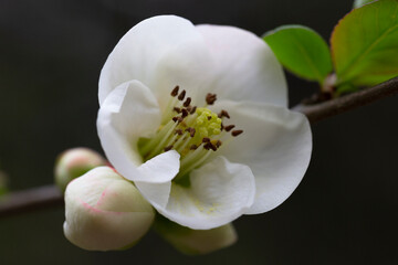 Fototapeta na wymiar Macro White flowers of Japanese Quince. Floral spring background, selective focus