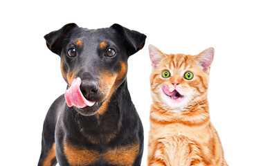 Portrait of funny dog breed Jagdterrier and cheerful kitten Scottish Straight licks together isolated on white background - obrazy, fototapety, plakaty