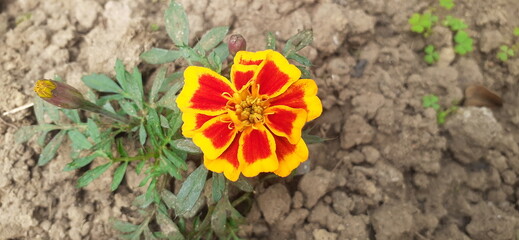 Tagetes Patula Flower on Green Nature Background