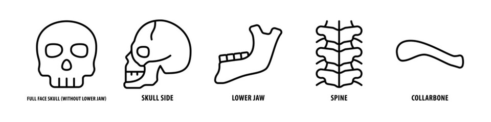 Collarbone, Spine, Lower jaw, Skull side, Full face skull (without lower jaw) editable stroke outline icons set isolated on white background flat vector illustration.