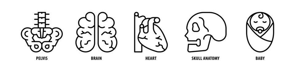 Baby, Skull Anatomy, Heart, Brain, Pelvis editable stroke outline icons set isolated on white background flat vector illustration.