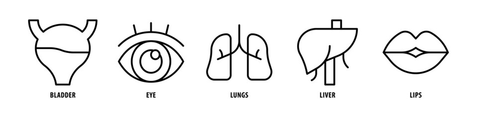 Lips, Liver, Lungs, Eye, Bladder editable stroke outline icons set isolated on white background flat vector illustration. - obrazy, fototapety, plakaty