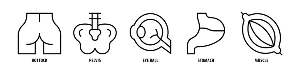 Muscle, Stomach, Eye Ball, Pelvis, Buttock editable stroke outline icons set isolated on white background flat vector illustration.