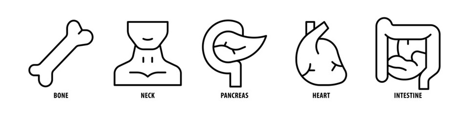 Intestine, Heart, Pancreas, Neck, Bone editable stroke outline icons set isolated on white background flat vector illustration. - obrazy, fototapety, plakaty