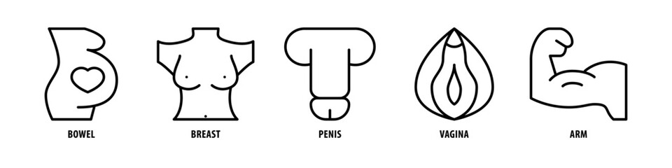 Arm, Vagina, Penis, Breast, Bowel editable stroke outline icons set isolated on white background flat vector illustration. - obrazy, fototapety, plakaty