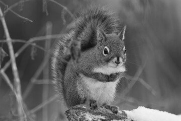 La Plaine 6 Janvier 2024 - N&B