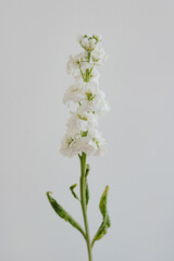 Delicate matthiola flower stem on white background. Aesthetic close up view floral composition