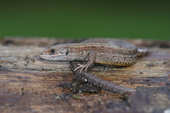 Closeup on a common viviparous lizard, Zootoca vivipara, sitting on fallen tree log