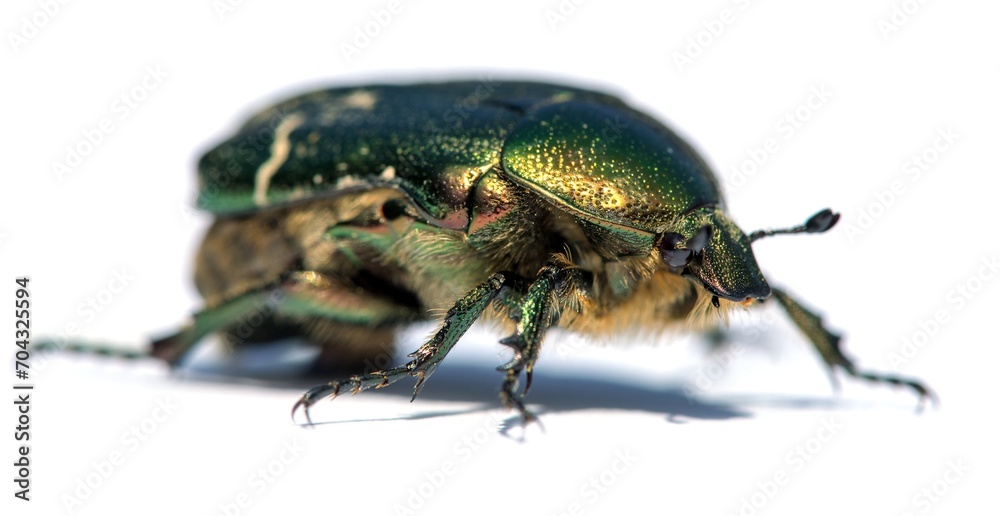 Wall mural green rose chafer, in latin cetonia aurata