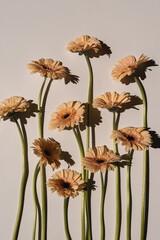 Elegant peach gerbera daisy flowers with sunlight shadows on tan white background with copy space....