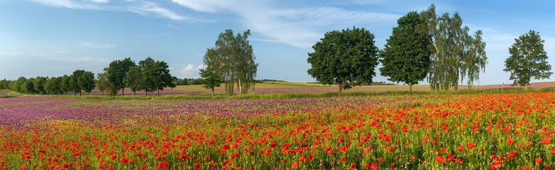 purple colored opium poppy field weeded with red poppies - obrazy, fototapety, plakaty