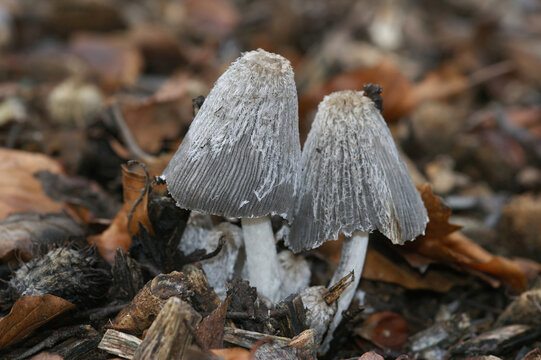 Closeup on a Saprobic mushroom, Coprinus lagopus on the forest floor