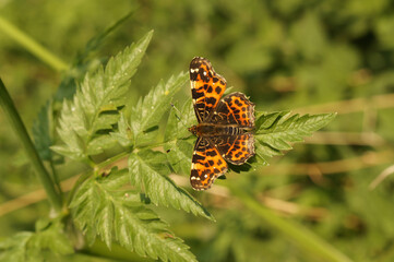 Obraz premium Closeup on a the colorful Map butterfly Araschnia levana with spread wings in the vegetation