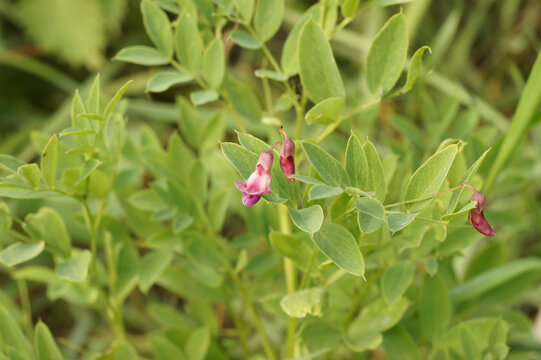 Closeup on the small flower of the black blackening flat pea or black bitter vetch, Lathyrus niger