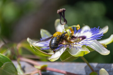 Carpenter bee (Xylocopa violacea) on a Passiflora caerulea