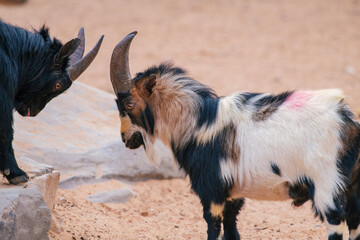 Close up shot of goats fighting in isolated background. Battle of Goats in a Natural Display of Animal Aggression..