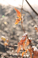 落葉する葉っぱと雪の反射