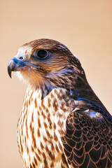 Majestic Falcon: A Stunning Portrait of a Predatory Bird in its Natural Habitat. Falcon Bird...