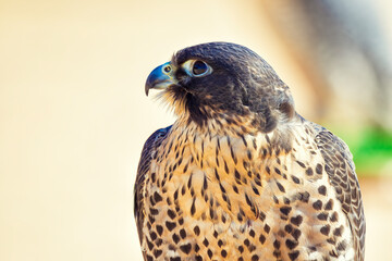 Majestic Falcon: A Stunning Portrait of a Predatory Bird in its Natural Habitat. Falcon Bird portrait close up shot