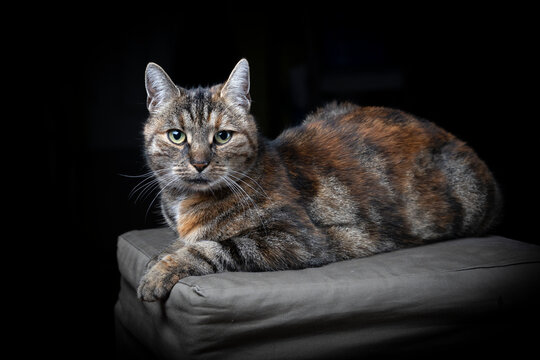  Portrait of a tabby sitting cat with beautiful catchlights in the eyes and black background.