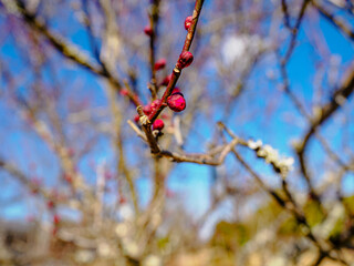 春を待つ紅梅のつぼみ
