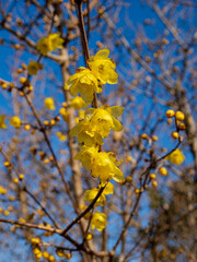 蝋梅の黄色い花が咲き始めた