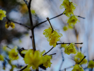 黄色い蝋梅の花