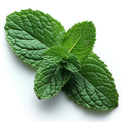 Mint leaves captivate with their vibrant green color, refreshing aroma, and wavy texture. Ideal for refreshing beverages or culinary delights.