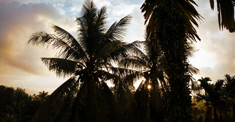Fototapeta na wymiar Aerial view of coconut fruits grow on tree