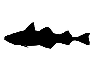 Alaska Pollock Fish silhouette vector art white background