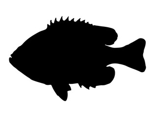 Pumpkinseed Fish silhouette vector art white background