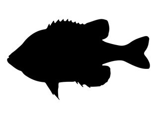 Pumpkinseed Fish silhouette vector art white background