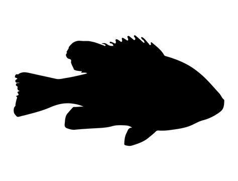 recommend clip art: Pumpkinseed Fish silhouette vector art white background