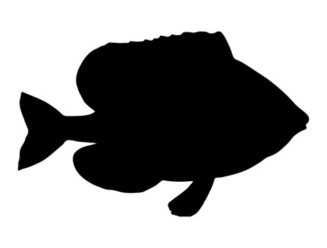 recommend clip art: Pumpkinseed Fish silhouette vector art white background