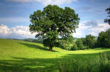 green field and tree