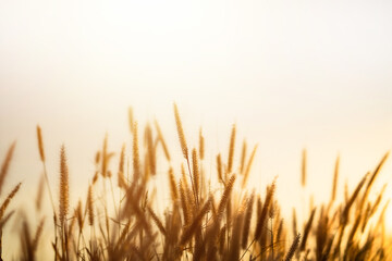 Squirrel's tail grass or Setaria verticillata, sunset background. Grass with blurred background and...