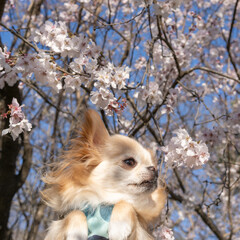 チワワと桜